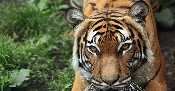 Hari Keanekaragaman Hayati, PBB Tampilkan Harimau Malaya yang Terancam Punah