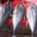 World Tuna Day, untuk Laut yang Sehat