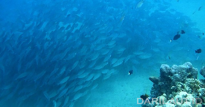 Hari Keanekaragaman Hayati, 1 Juta Spesies Hewan dan Tumbuhan Terancam Punah