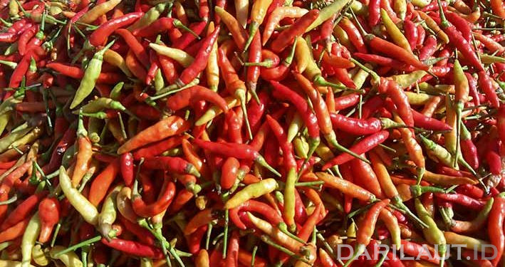 Gerakan Menanam Cabai Rawit Cara Pengendalian Inflasi di Kota Gorontalo