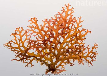 Rumput Laut Cokelat Paling Banyak Dikonsumsi