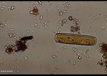 Ada Fitoplankton yang Berbahaya