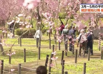 Bunga Mekar Lebih Awal, Jepang Mengalami Musim Semi Terhangat Sejak 1898