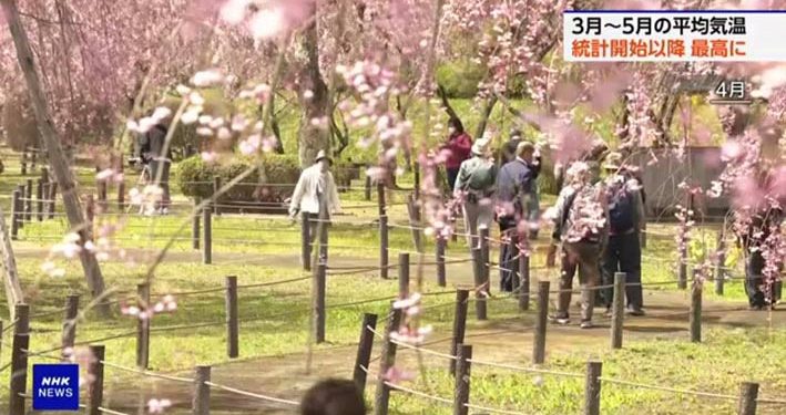 Bunga Mekar Lebih Awal, Jepang Mengalami Musim Semi Terhangat Sejak 1898