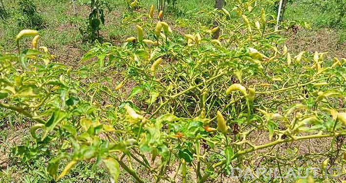 Perubahan iklim Dapat Menyebabkan Kualitas dan Produktivitas Cabai Menurun