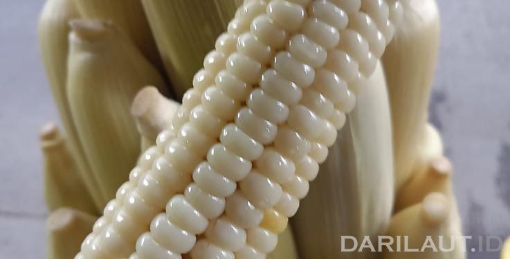 Ada 50 Ribu Tanaman Dapat Dimakan, Dunia Bergantung pada Beras, Jagung dan Gandum