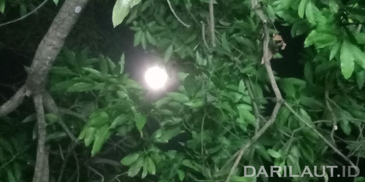 Mengurangi Risiko Panas dengan Menanam Pohon