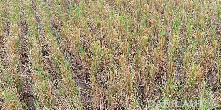 Perubahan Iklim Ancaman Paling Menakutkan bagi Umat Manusia