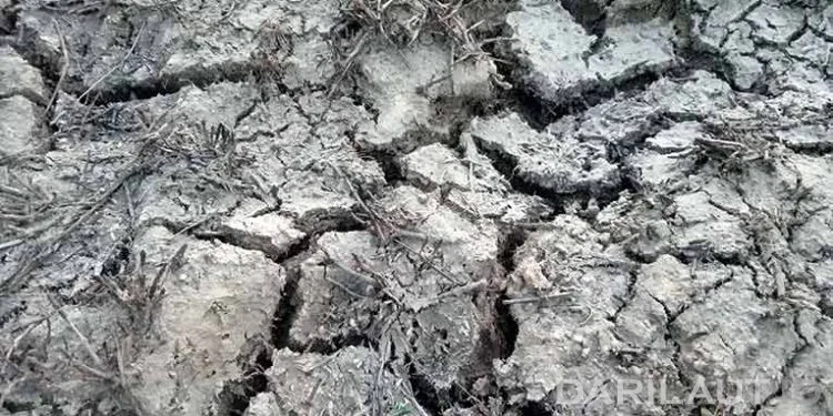 Bencana Kekeringan Berdampak pada 7.500 Jiwa di Kabupaten Puncak, 6 Warga Tewas