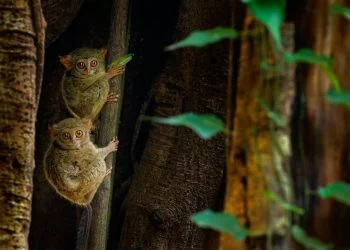 200 tahun Alfred Wallace: laboratorium hidup evolusi Wallacea semakin disesaki pembangunan