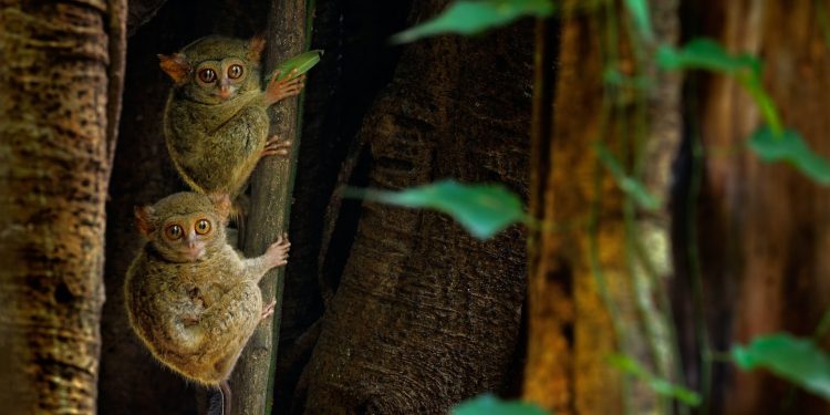 200 tahun Alfred Wallace: laboratorium hidup evolusi Wallacea semakin disesaki pembangunan