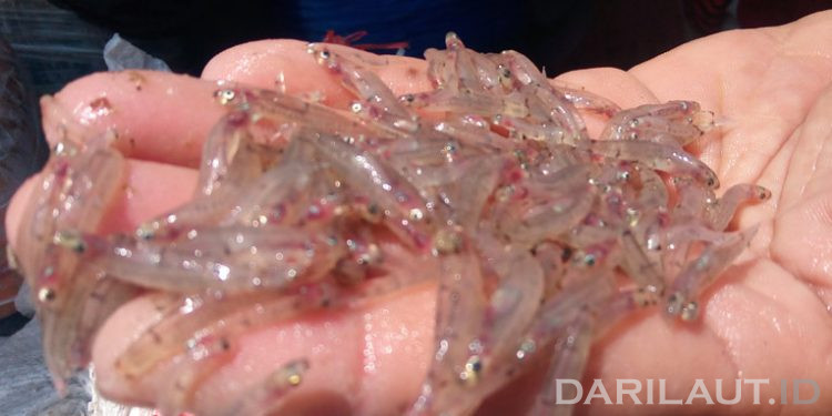 Ikan Nike di Perairan Gorontalo Rentan Menghilang