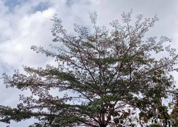 Rektor Terpilih Komitmen Mempertahankan Ruang Hijau di Universitas Negeri Gorontalo