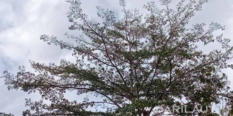 Rektor Terpilih Komitmen Mempertahankan Ruang Hijau di Universitas Negeri Gorontalo