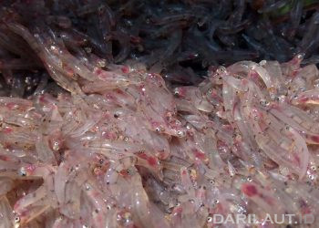 Penangkapan Tidak Berkelanjutan, 10 Tahun Lagi Ikan Nike Menghilang di Perairan Gorontalo