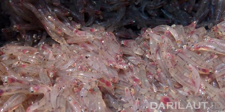 Penangkapan Tidak Berkelanjutan, 10 Tahun Lagi Ikan Nike Menghilang di Perairan Gorontalo