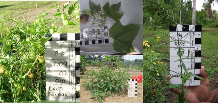 Penggunaan Obat Herbal Dapat Menyembuhkan Penyakit dan Lebih Murah