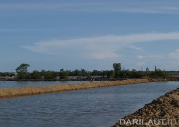 Mikroplastik Telah Masuk Dalam Rantai Produksi Sistem Budidaya Laut