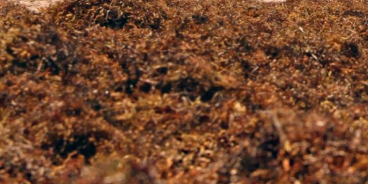 Wabah Sargassum yang Melepas Fosfor Telah Mencemari Lingkungan