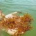 Penyebab Kematian Ikan, Sargassum yang Terdampar di Pantai Berbau Seperti Telur Busuk