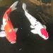 Penyakit Ikan Koi Sangat Menular