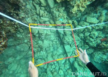 Fenomena Pemutihan Karang di Perairan Selatan dan Utara Gorontalo