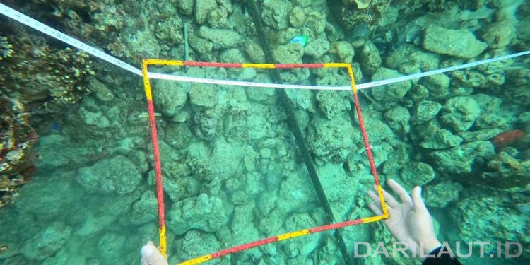 Fenomena Pemutihan Karang di Perairan Selatan dan Utara Gorontalo