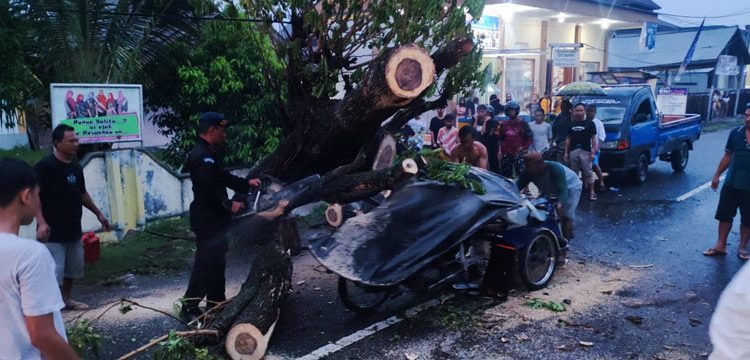 (Prebunking) Mitigasi Pohon Tumbang dan Manfaat Ruang Hijau
