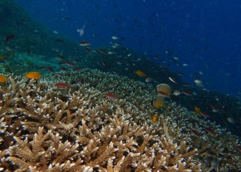 KKP Akan Mengatur Kuota Wisata di Kawasan Konservasi Nasional