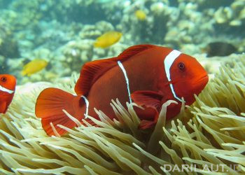 Tiga Pilihan Menyelam di Olele: Snorkeling, Free Diving dan Scuba