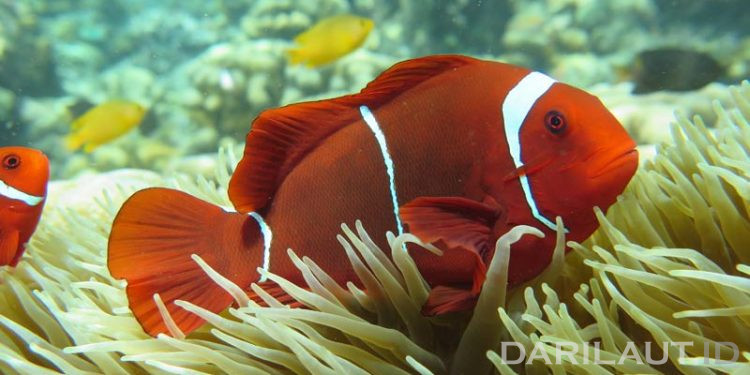 Tiga Pilihan Menyelam di Olele: Snorkeling, Free Diving dan Scuba