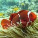 Tiga Pilihan Menyelam di Olele: Snorkeling, Free Diving dan Scuba
