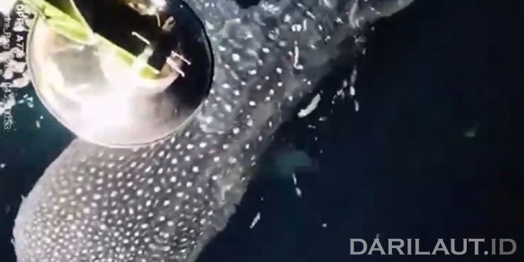 Hiu Paus Muncul Kembali di Boalemo, Ini Langkah Untuk Dijadikan Tempat Wisata