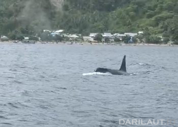 Dua Ekor Paus Orca Terlihat di Perairan Olele, Teluk Tomini