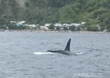 Paus Orca Terlihat di Botubarani, Hiu Paus Menghilang