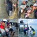 Jarang Terlihat di Teluk Tomini Paus Sperma Kerdil Mati Terdampar di Gorontalo