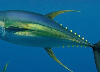 Mengamalkan Ilmu Tuna: Selalu Bergerak