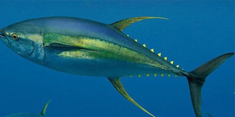 Mengamalkan Ilmu Tuna: Selalu Bergerak