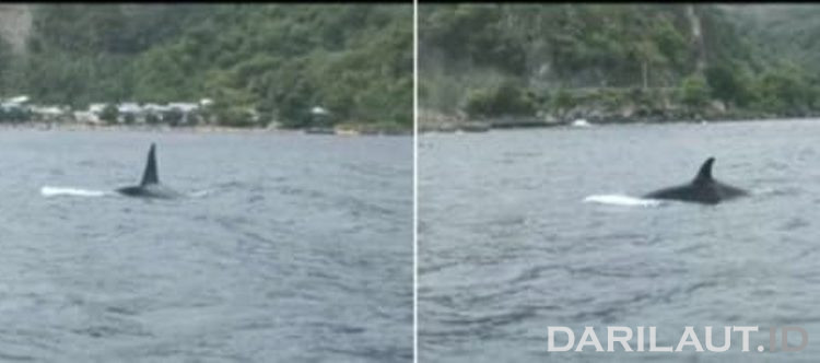 Paus Orca di Olele Gorontalo Jenis Kelamin Jantan dan Betina