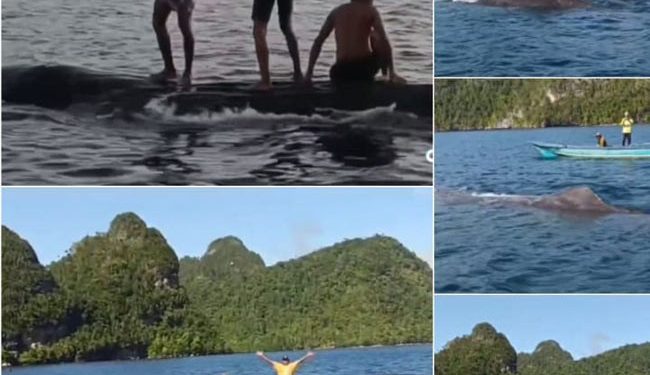 Beredar Video 3 Orang Berdiri di Punggung Paus di Perairan Raja Ampat