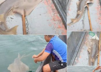 Pari Kikir Tak Bisa Ditangkap Secara Bebas