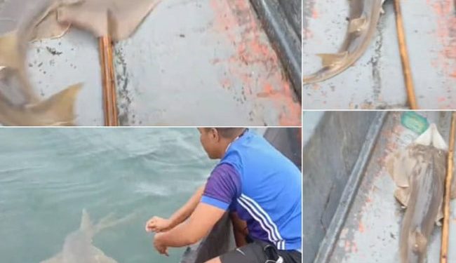 Pari Kikir Tak Bisa Ditangkap Secara Bebas