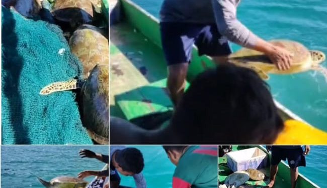 Nelayan Melepas 20 Penyu, Kepala BPSPL Makasssar: Jangan Lempar Langsung ke Laut