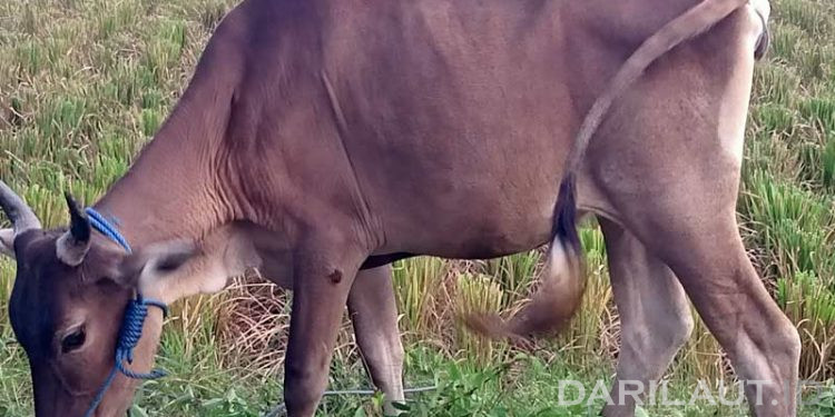 Gorontalo Aman Penyakit Antraks, Ternak Maupun Daging Dapat Dikonsumsi