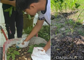 Mahasiswa KKN UNG Desa Banuroja Mengolah Limbah Batang Jagung Menjadi Pupuk Organik