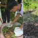 Mahasiswa KKN UNG Desa Banuroja Mengolah Limbah Batang Jagung Menjadi Pupuk Organik