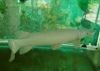 KKP Larang Memelihara Alligator Gar, Ikan Pemangsa yang Membahayakan Ekosistem Perairan