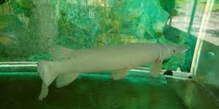 KKP Larang Memelihara Alligator Gar, Ikan Pemangsa yang Membahayakan Ekosistem Perairan