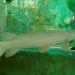 KKP Larang Memelihara Alligator Gar, Ikan Pemangsa yang Membahayakan Ekosistem Perairan