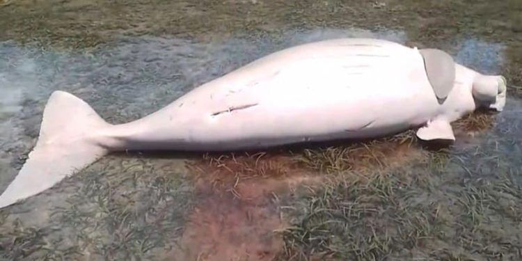Dugong Betina Panjang Dua Meter Ditemukan Mati Terdampar di Pantai Minahasa